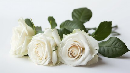 white rose on white background
