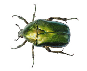 Green beetle or Rose chafer (Cetonia aurata), isolated on transparent background