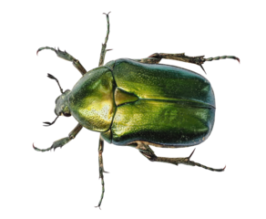 Green beetle or Rose chafer (Cetonia aurata), isolated on transparent background