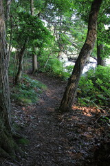 A path in the woods.
