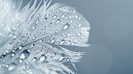  A close-up of a white feather, adorned with drops of water Long, feathery feathers; feathers and water