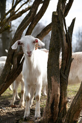 Obraz premium A Group of Sheep Grazing on a Field