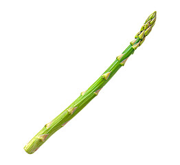 Single asparagus spear with a firm stalk and a closed tip.