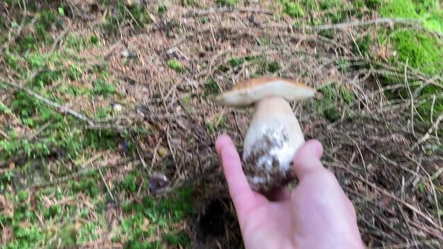 boletus edulis, cogiendo ceps en el bosque 