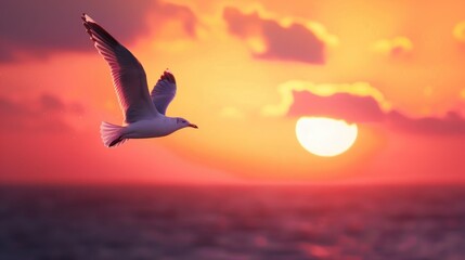 Fototapeta premium Seagull flying in sunset sky