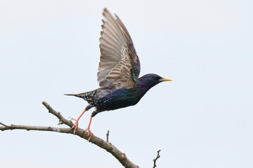Common starling bird in flight (Sturnus vulgaris)