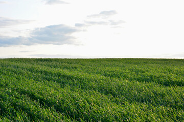 Fototapeta premium a field of corn is shown in the foreground