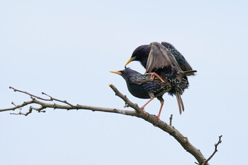 Common starlings mating (Sturnus vulgaris). Male and female birds mating