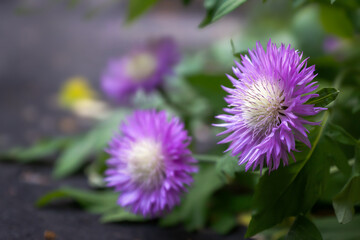 Various garden flowers. Bright, beautiful summer flowers.