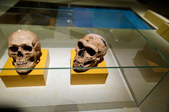 Stockholm, Sweden;  Homo sapiens and Neanderthal skull on public display at the Nobel Prize Museum