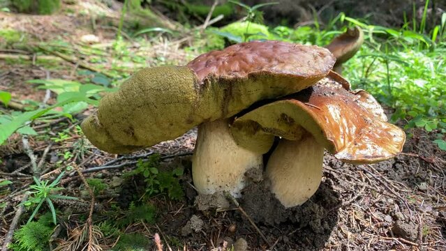 Ceps en el bosque, setas comestibles, boletus edulis, 