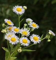 small flowers of erigeron wild plant close up