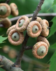 red oak tree and growing acorns at spring close up