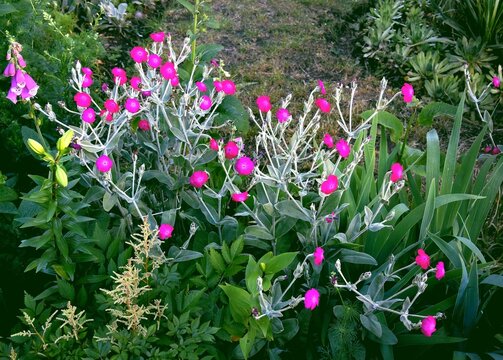 purple flowers Lychnis Coronaria in the garden
