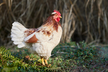 White brown rooster free range in garden