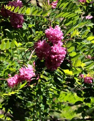 robinia acacia tree with pink flowers 