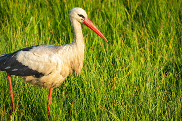 Close-up of a white stork walking in the dense grass in a meadow