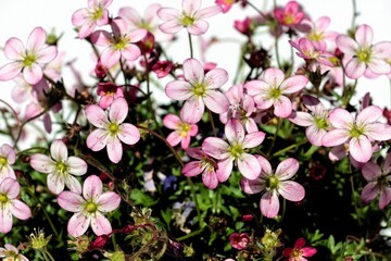 small,pink flowers of Saxifraga plant close up