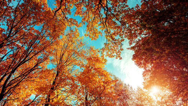 Autumn forest nature. Vivid evening in colorful forest with sunrays through branches of crones trees.
