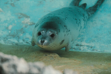 Foca en piscina