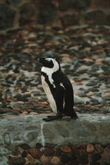 Pingüino