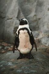 Naklejka premium Pingüino 