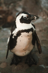 Obraz premium Pingüino