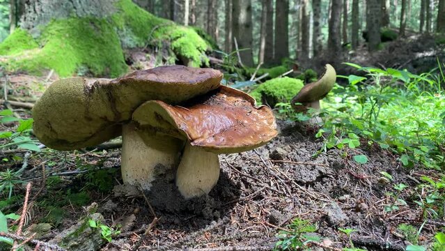 Ceps en el bosque, setas comestibles, boletus edulis, 