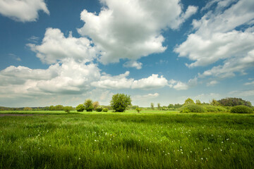 White clouds on a blue sky over a green meadow, Nowiny, Poland