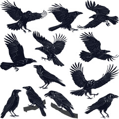 Obraz premium set of twelve crow silhouettes isolated on white