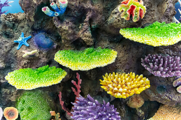 colorful artificial coral reef models