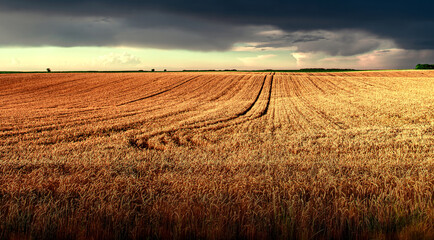 Sunset over yellow wheat field