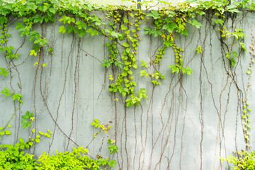 Ivy Creeper colorful leaves on a wall of a house
