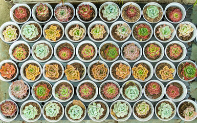 Miniature succulent plants (succulent cactus) at the garden