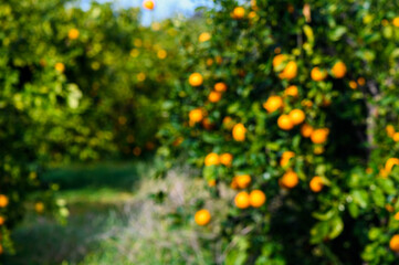 Orange trees in out of focus abandoned orchard along the road in Cyprus 3