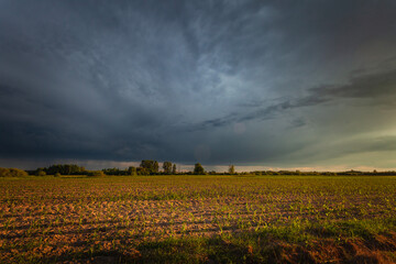 Fototapeta premium Cloudy sky with dark stormy rain cloud over a field of young corn plant