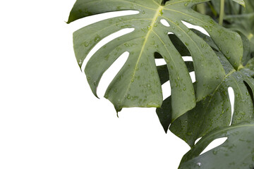 Philodendron plant grow in rain forest, transparency background