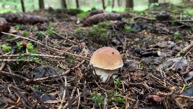 Ceps en el bosque, setas comestibles, boletus edulis, 
