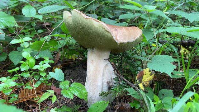 Ceps en el bosque, setas comestibles, boletus edulis, 