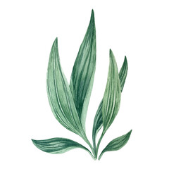 Plantain leaves isolated on white background. Hand drawn watercolor illustrations.