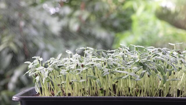 Watering spray Crotalaria juncea sunn hemp sprout growing macro plant closeup