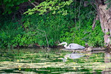 A great blue heron hunts for his next meal on a lake in northern Wisconsin  lake amongst the lilypads.