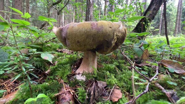 Ceps en el bosque, setas comestibles, boletus edulis, 