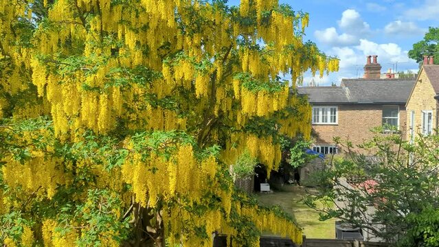 A Laburnum tree in a back garden. In bloom