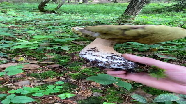 Ceps en el bosque, setas comestibles, boletus edulis, 