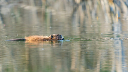 A wild nutria in a calm lake