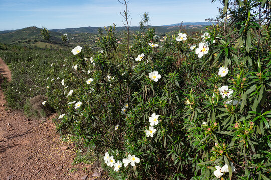 Cistus ladanifer, Rockrose or Labdanum at the Archaeological Circuit in Vale Fuzeiros at Vilarinha, Algarve, Portugal.
