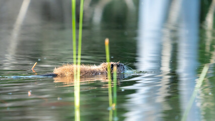 A wild nutria in a calm lake