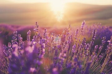 Fototapeta premium Close-up of vibrant purple lavender flowers blooming in a field at sunset. The sun glows warmly in the background, casting a golden light over the landscape.
