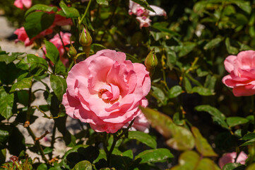 The close-up shot of popular, beautiful and robust variety of pink rose with rounded, pink blooms on long stems in bright sunlight